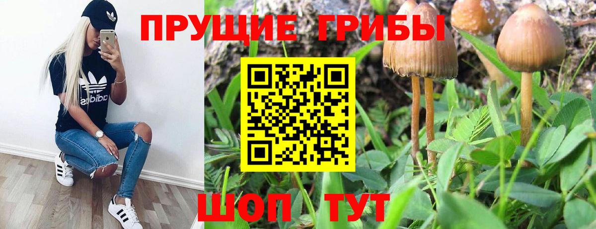 Галлюциногенные грибы GOLDEN TEACHER Каменск-Шахтинский